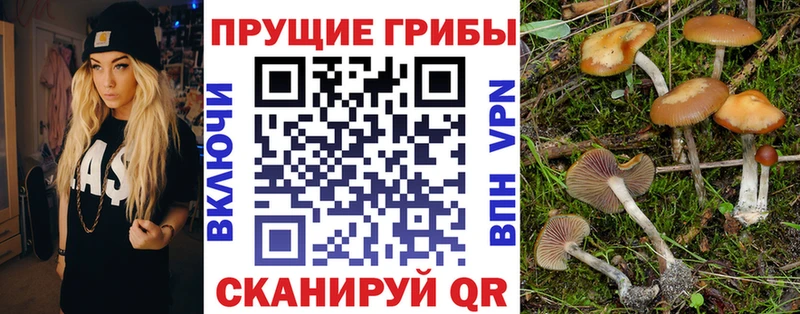 Галлюциногенные грибы прущие грибы  Купить закладки  Геленджик 